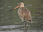 Marbled Godwit